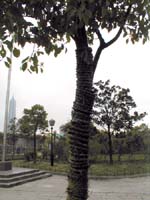 Trees not escaping