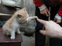 Cute kitten