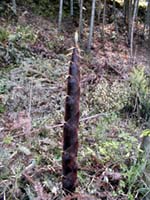 Bamboo plant