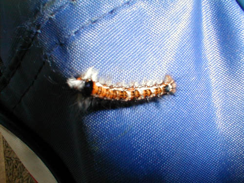 Caterpillar
