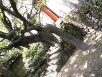 Weird tree
