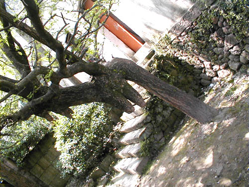 Weird tree