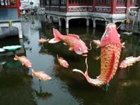 Ridiculous fish