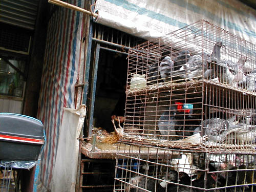 Pigeons for dinner
