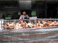 Chickens