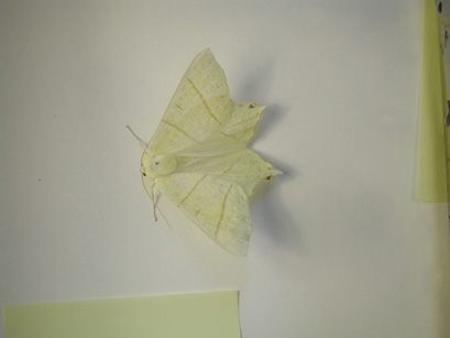 4036_moths
