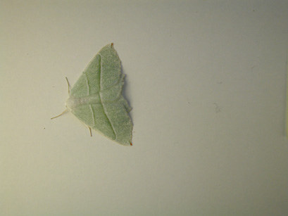 4039_moths