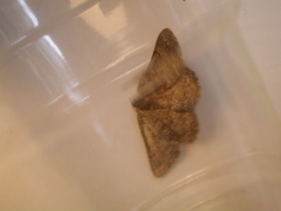 4041_moths