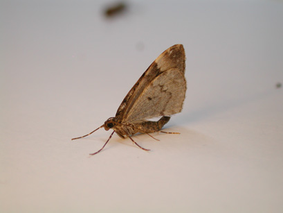 4053_moths