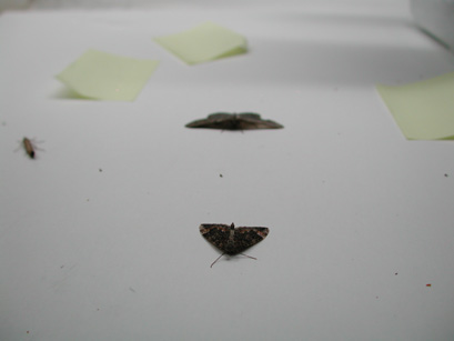 4066_moths