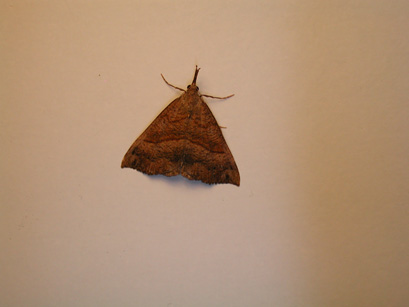 4072_moths