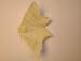 4034_moths