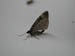 4052_moths