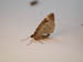 4053_moths