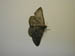4058_moths